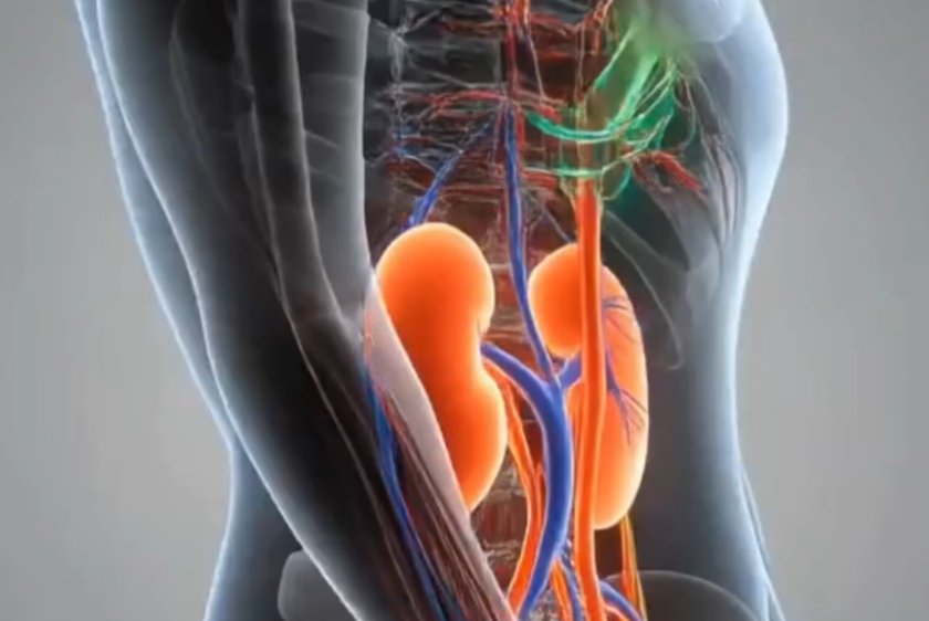 Protect Your Kidneys: Know the Risk Factors